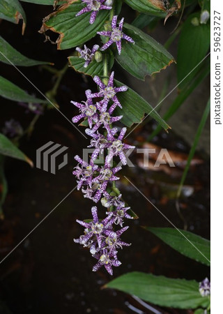柏樹的花朵 柏樹的花朵 59623727