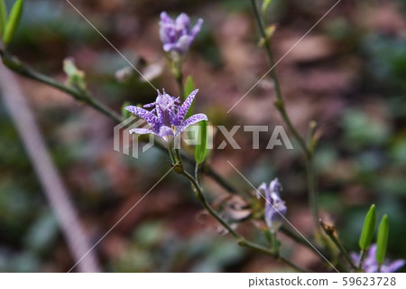 柏樹的花朵 柏樹的花朵 59623728