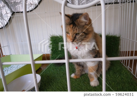 Calico cat in the cage 59624031