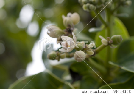 鮮花 59624308