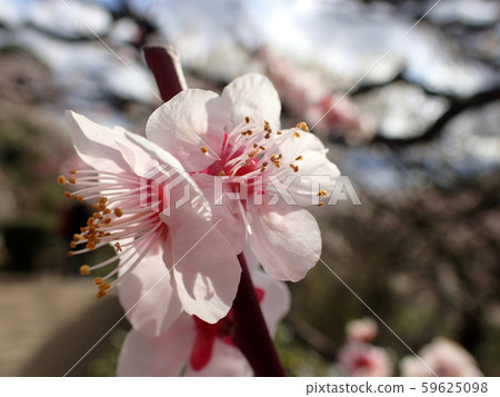 Plum blossom Plum blossom 59625098