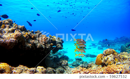 Nishihama Beach underwater photograph of Okinawa Akajima Nishihama Beach underwater photograph of Okinawa Akajima 59627532