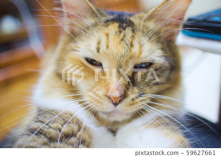 Image of a cat seen with suspicion Image of a cat seen with suspicion 59627661