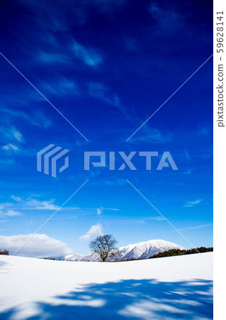 One cherry tree in winter at Koiwai Farm 59628141