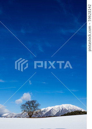 One cherry tree in winter at Koiwai Farm 59628142