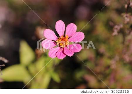 Pink flowers 59628316