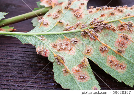 The underside of leaves infected with juniper hawthorn rust The underside of leaves infected with juniper hawthorn rust 59628397