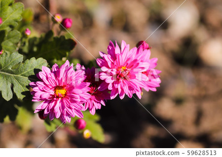 粉紅色的花朵 粉紅色的花朵 59628513