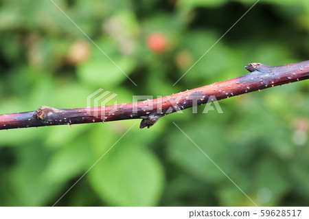 Closeup of a raspberry inflected with cane blight 59628517
