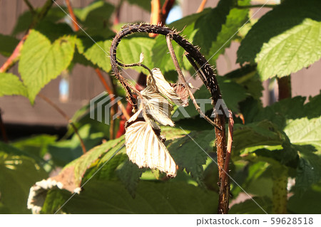 A crooked raspberry cane infected with blight 59628518