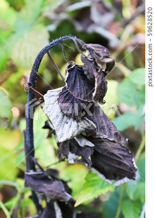 The crooked raspberry cane infected with blight 59628520