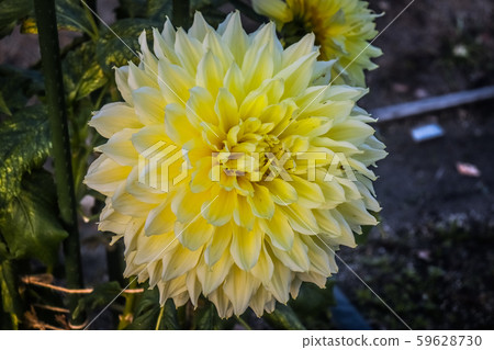 黃花 59628730