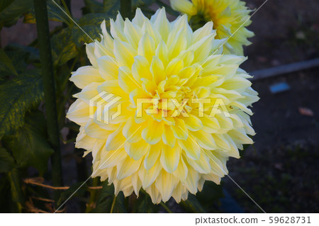 黃花 黃花 59628731