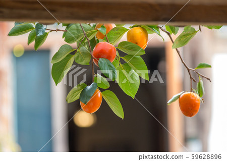 秋天的風景 秋天的風景 59628896