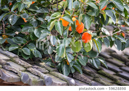 秋天的風景 秋天的風景 59628898