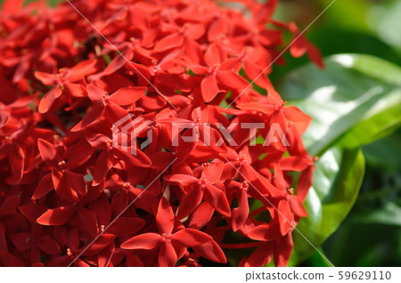 Ixora stricta Roxb or West Indian Jasmine Ixora stricta Roxb or West Indian Jasmine 59629110