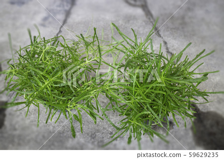 Mini plant pot nature background Mini plant pot nature background 59629235