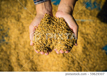 Farmer hold paddy in hands after harvest. 59629307
