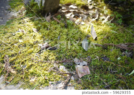Fallen leaves Fallen leaves 59629355