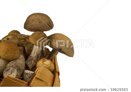 Woven container of small fresh Boletus mushrooms 59629383