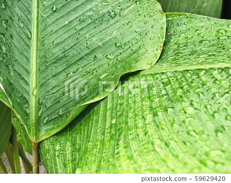 green tropical leaf with stripes and texture green tropical leaf with stripes and texture 59629420