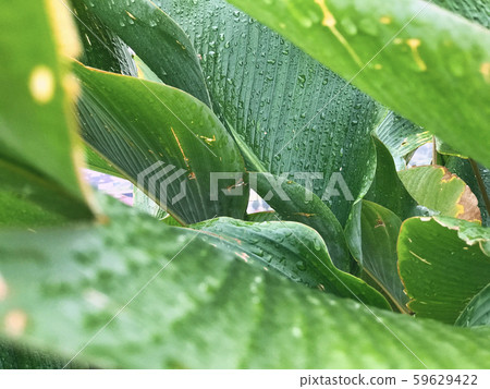 green tropical leaf with stripes and texture green tropical leaf with stripes and texture 59629422