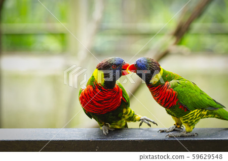 Rainbow Lorikeet birds, perched on the rail 59629548