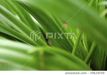green tropical leaf with stripes and texture 59629549