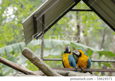 Parrot Scarlet Macaw bird perched on branch Parrot Scarlet Macaw bird perched on branch 59629571