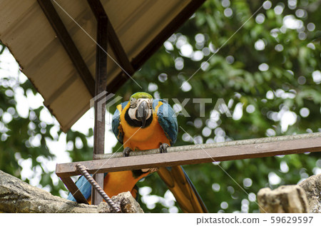 Parrot Scarlet Macaw bird perched on rail Parrot Scarlet Macaw bird perched on rail 59629597