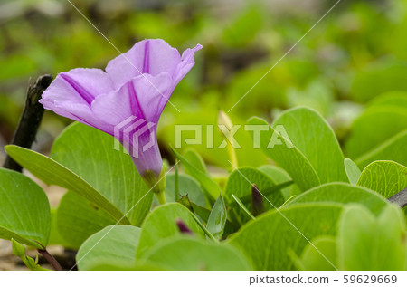 wild green plant and flower grew on sandy beach wild green plant and flower grew on sandy beach 59629669