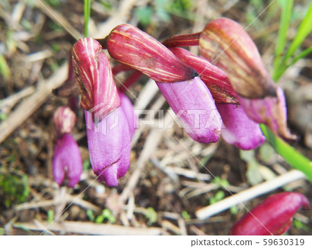 Nambangi Cell 59630319