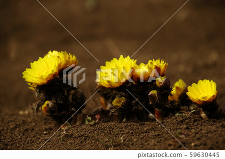 Fukujusaku in Satoyama 59630445