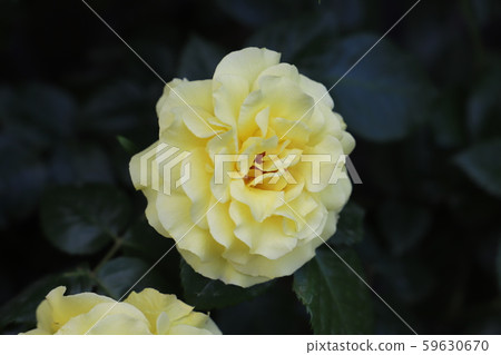 黃金黃玫瑰 59630670