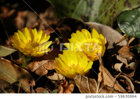 里山市的福壽作 59630864