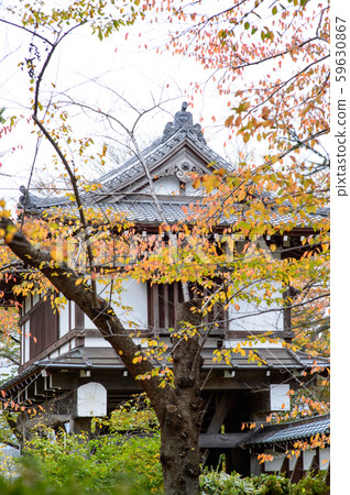Autumn leaves of Yoshino cherry tree, Kubota Castle (Akita Prefecture) Autumn leaves of Yoshino cherry tree, Kubota Castle (Akita Prefecture) 59630867