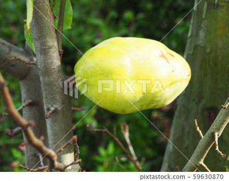 卡琳的果實 卡琳的果實 59630870