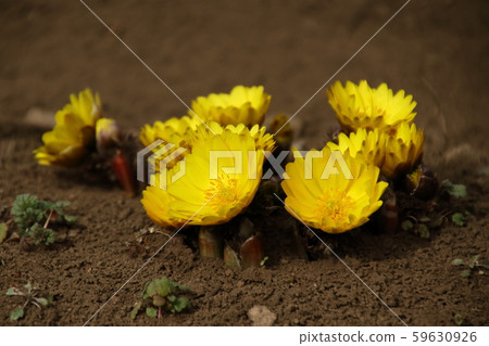 里山市的福壽作 59630926