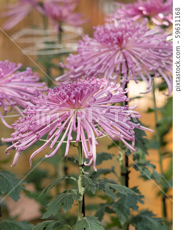 Chrysanthemum   59631168
