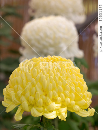 菊花 菊花 59631185