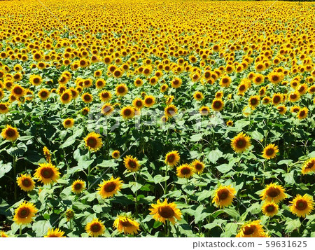 Sunflower field Sunflower field 59631625