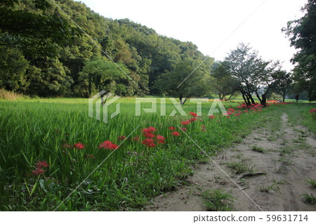 Satoyama and Higanbana 59631714