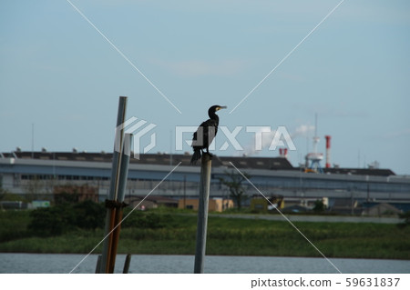Umi Pass at the dock 59631837