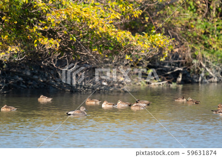 A ducks swimming in the riverside in late autumn A ducks swimming in the riverside in late autumn 59631874