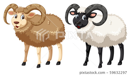 Happy norfolk horn sheep on white background 59632297