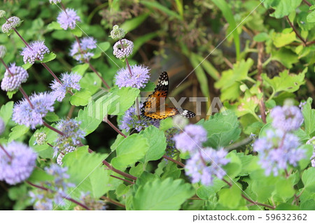 Fritillary female 59632362