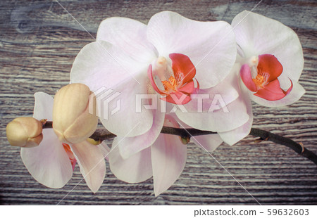 Blooming colorful orchids on wooden background Blooming colorful orchids on wooden background 59632603