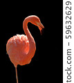 Flamingo  59632629