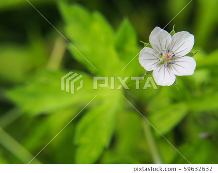 Geranium thunbergii 59632632