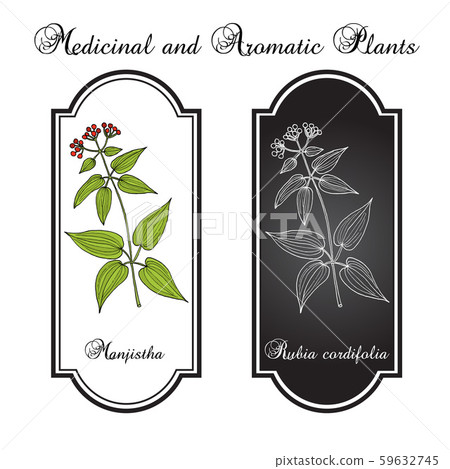 Manjistha Rubia cordifolia , or Indian madder, medicinal plant 59632745